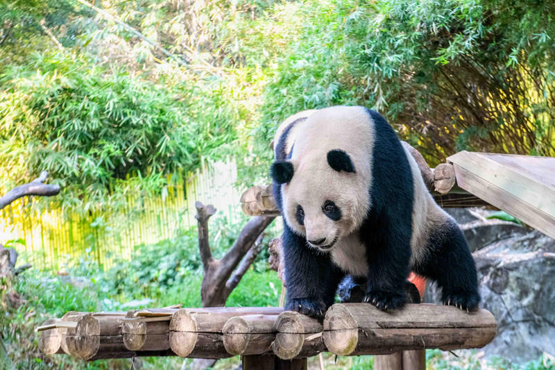广州长隆野生动物世界的游玩攻略,广州长隆野生动物世界一日游回顾