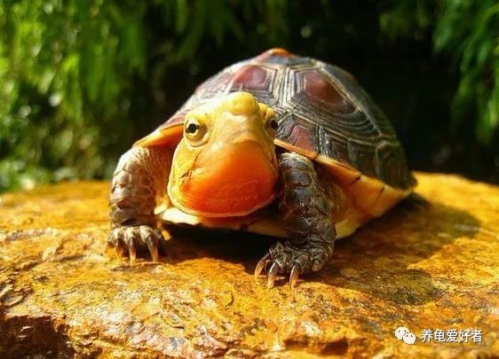 春节之前，给那些不养龟的朋友们科普一下