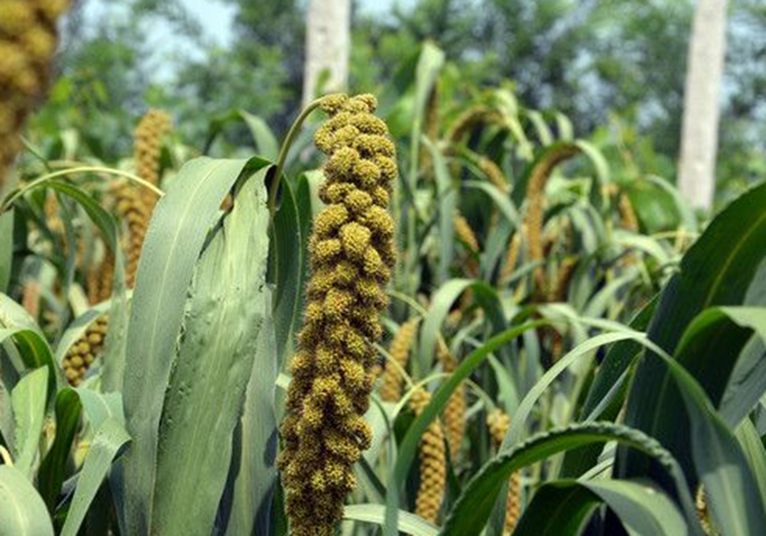 谷子种植，了解其生育阶段，是实现高产的基础，你学会了吗