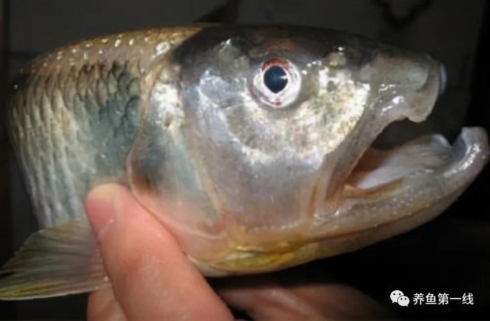 马口鱼又香又脆,马口鱼有灵性吗