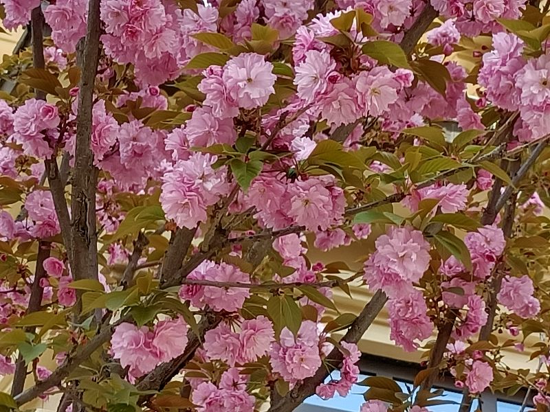 岳父怕岳母,怕丈母娘怕老婆