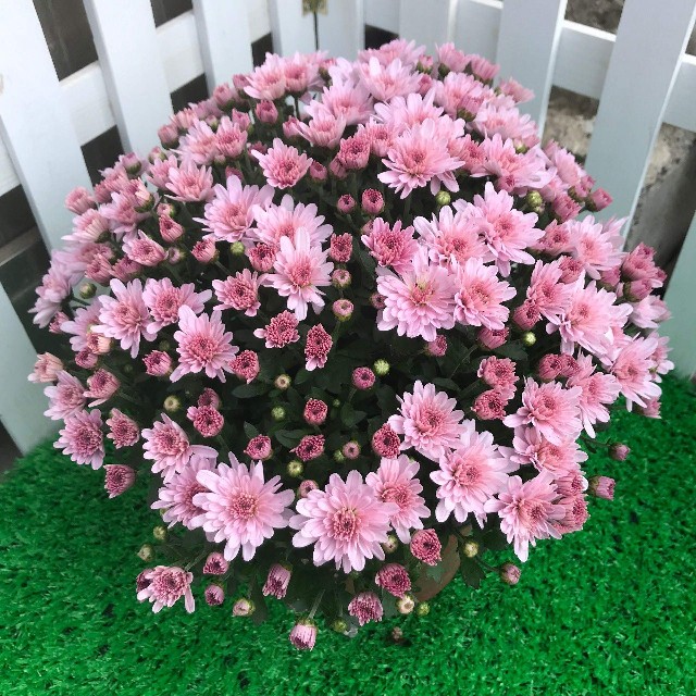 这8种花四季开花不断漂亮又好养,18种奇花异草图片