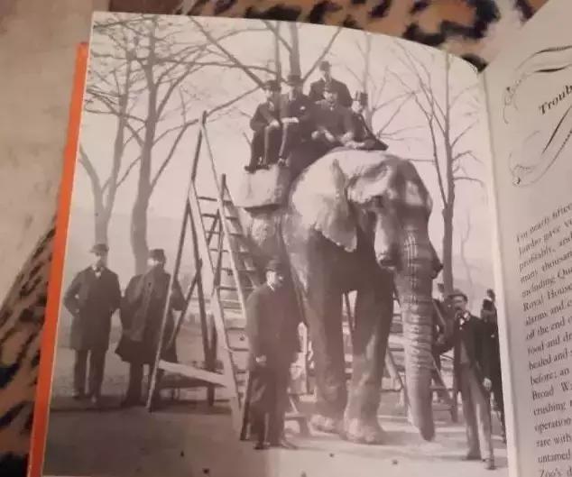 小飞象真实事件,小飞象的真实故事