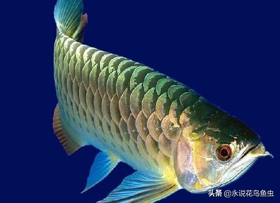 龙鱼不爱吃食怎么弄,龙鱼不爱吃食了有什么好解决办法