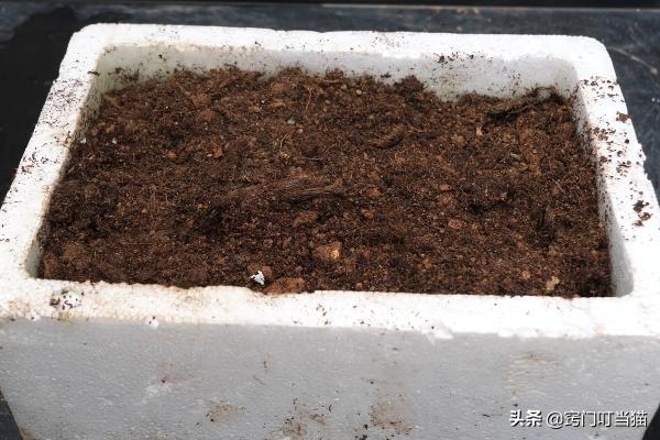 买一块生姜自己种吃一年,买一块生姜自己栽种吃一年