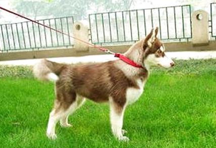 狗狗突然疯狂舔地板呕吐怎么回事,狗狗呕吐食物是死亡征兆吗