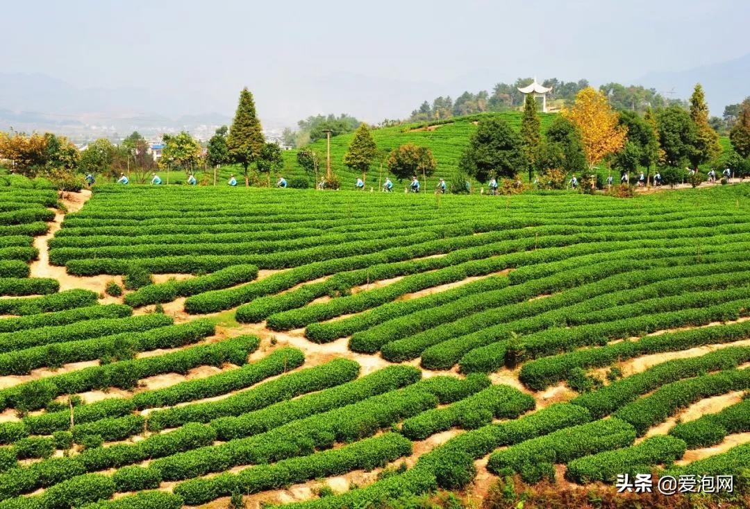 南方最适合自驾游的地方美爆了,江南十大最美自驾游路线