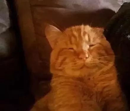 苦瓜脸的喵星人,苦瓜脸猫咪