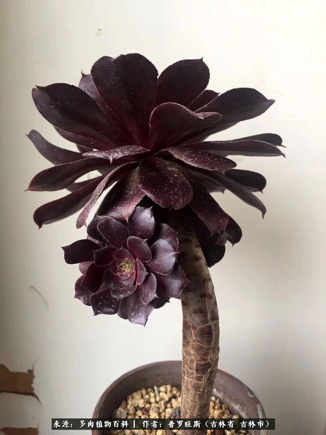 日日勤服侍，日日勤拂拭！服侍花儿，就是拂拭心灵