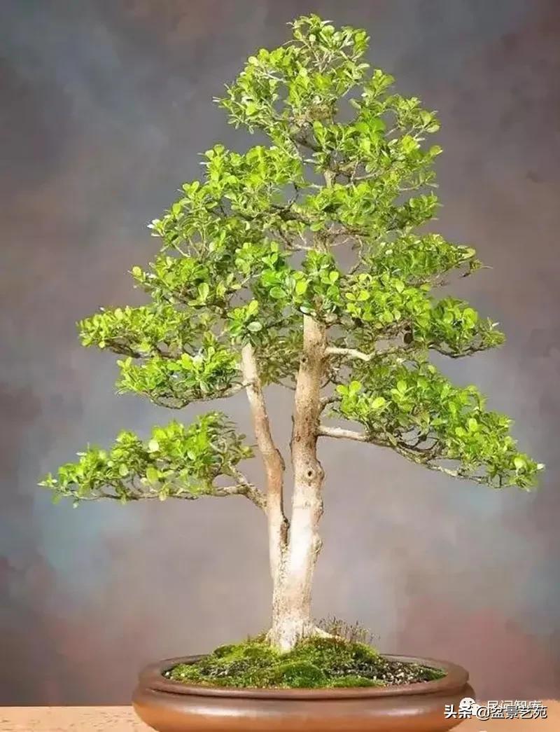 盆景黄杨,赏优美盆景