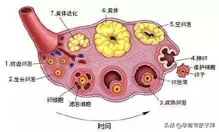 于萍谈多囊排卵,于萍讲多囊卵巢综合征