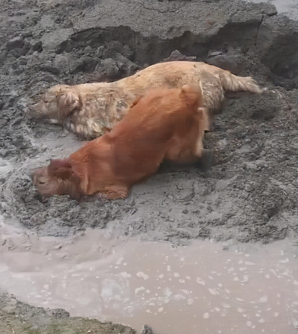 金毛找不到主人了记得说人话,金毛两个多月突然不长了