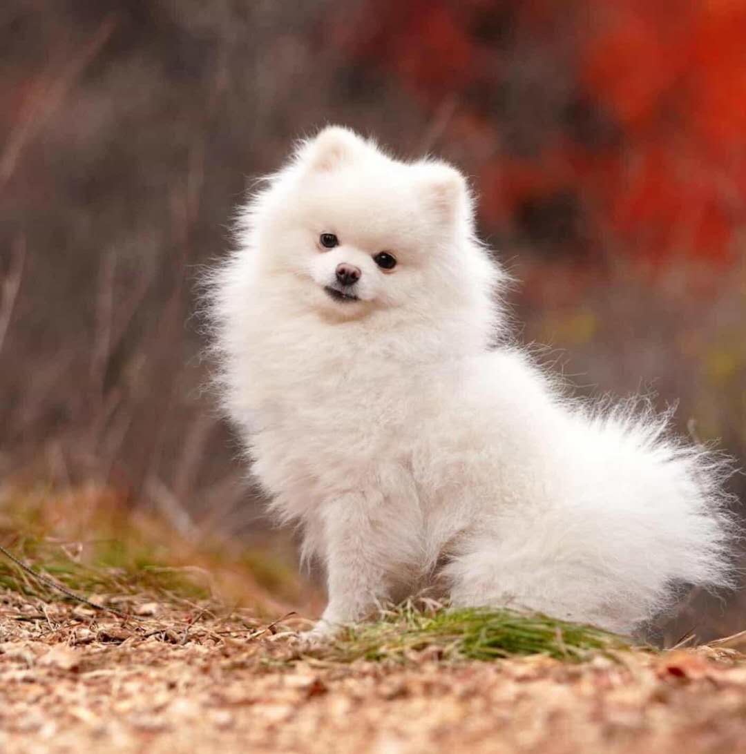 狮子大开口是很棒的销售策略,搭配帮助客户解决最后问题效果不错