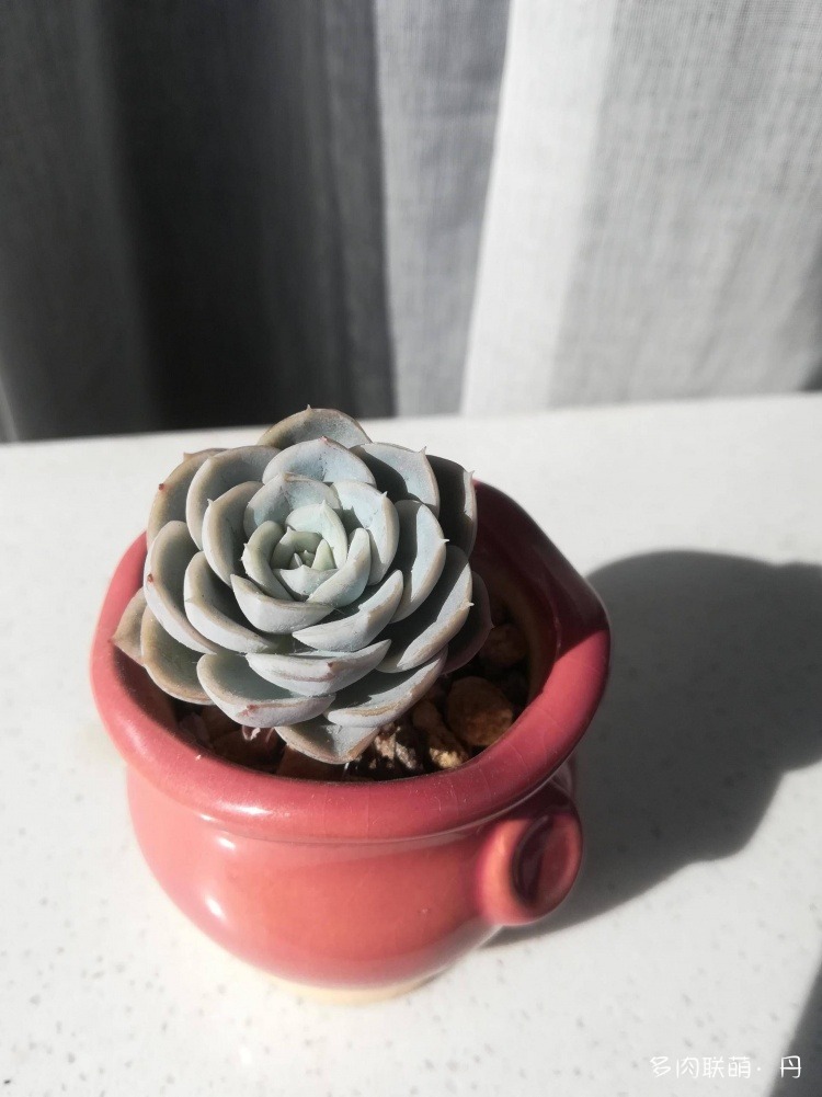 多肉长大了越来越好看,服盆期多肉变小