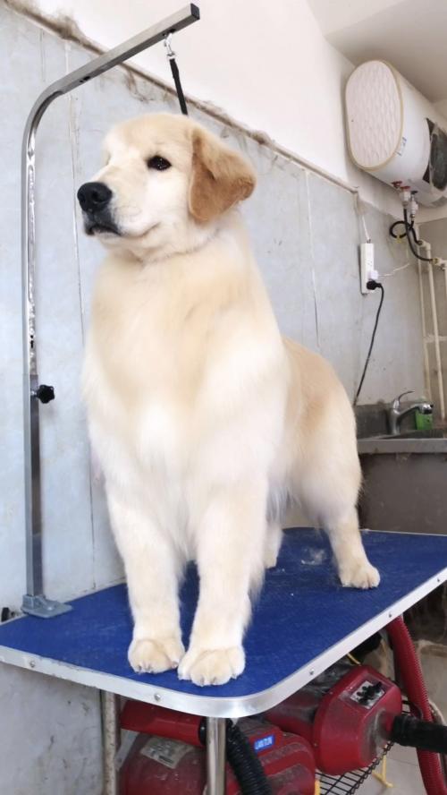 国内顶级金毛犬舍排名,金毛冠军犬舍