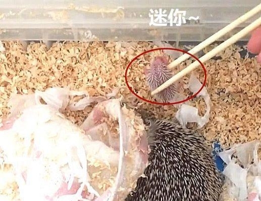 刺猬刚到家一直不动,刚出生的刺猬为什么一动不动