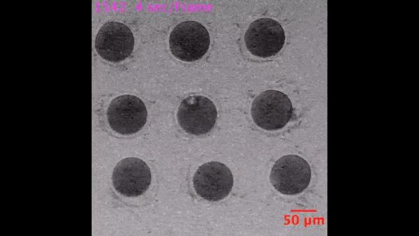 科学家发现精子与卵子,科学家发现精子和卵子