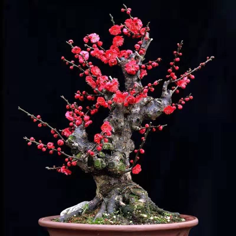 梅花香自苦寒来红梅盆景,喜欢梅花的优点和缺点