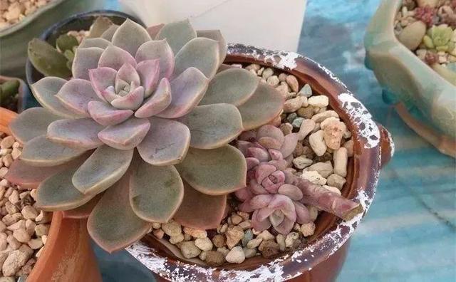 没躲过夏季多肉陡长,学习大神这样做,养成绝美老桩