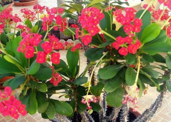 室内盆栽植物怎么杀菌,家里绿植叶子怎么清洁更亮