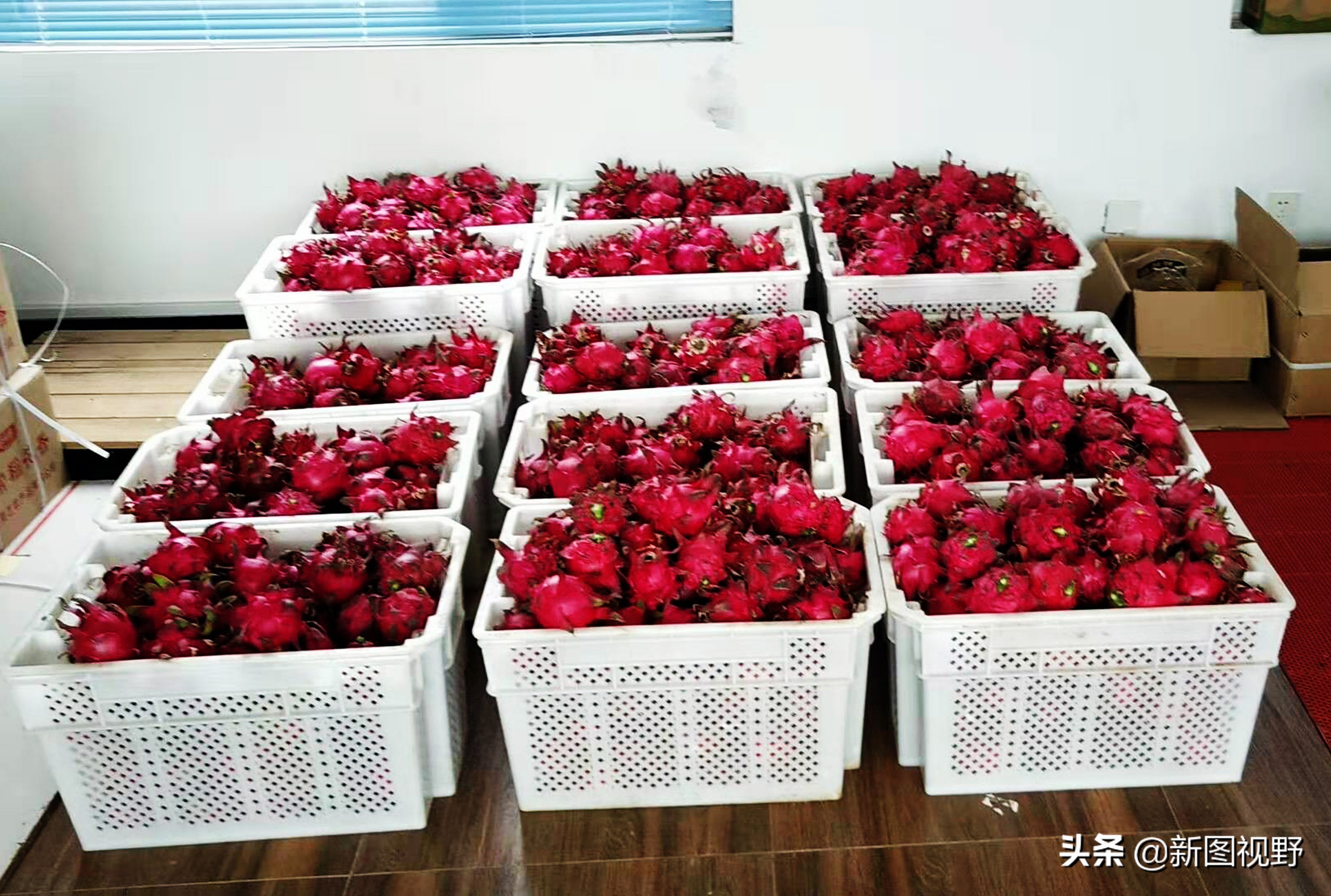 农村大哥种菜一年12万,农村大哥吃西瓜