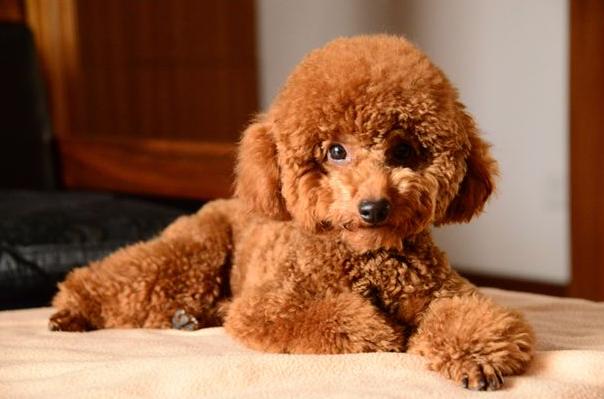 泰迪犬一生发生的5个变化，看完不禁泪目！