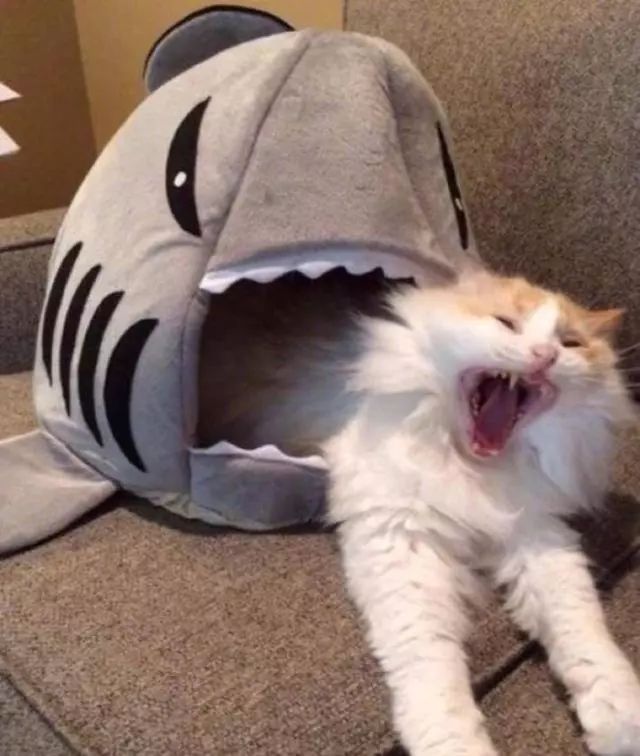 海洋中几乎无敌的大白鲨,真正的大白鲨和巨齿鲨的图片