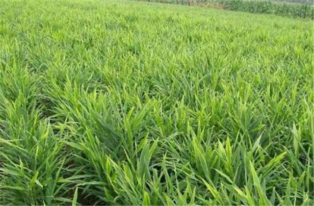 姜芽的种植培育技术,姜芽的正确栽培方法