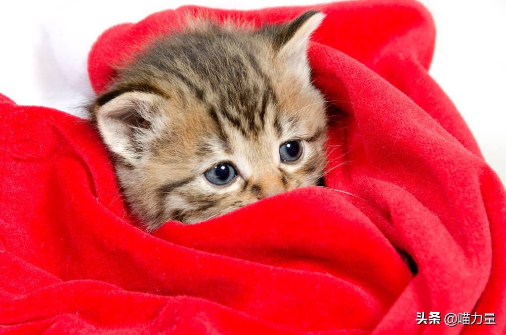 猫咪走丢找回来猫咪的心理,猫咪出走去找公猫还会回来吗