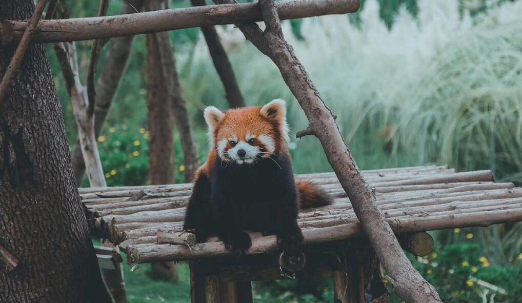 成都周边春季徒步旅游攻略,成都森林徒步旅游攻略