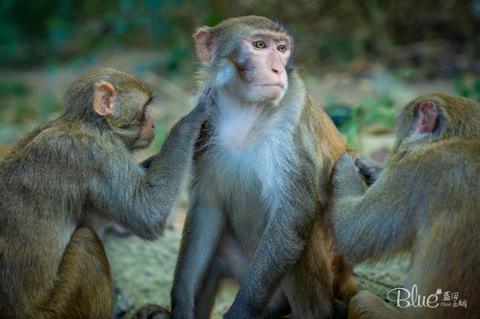 南湾岛猴王,海南南湾猴岛的猴王争夺战