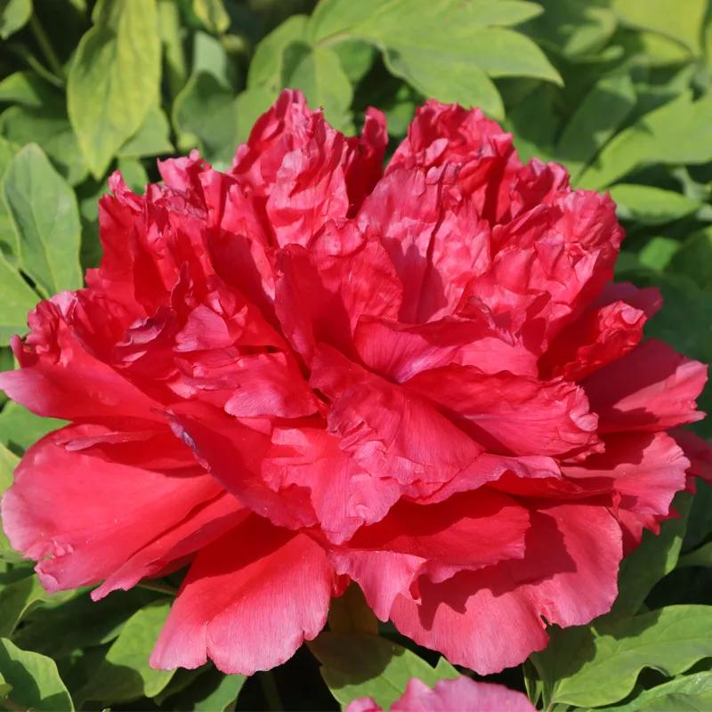 国色天香牡丹花雍容华贵,花中之王国色天香牡丹花