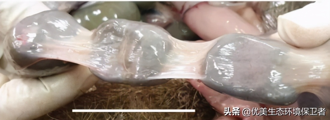 树袋熊的便便为什么是方形的,树袋熊有趣的知识