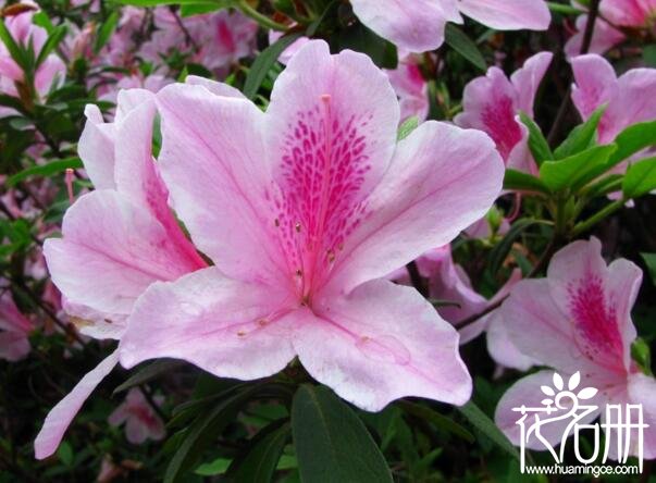 粉杜鹃花语和寓意,杜鹃的花语与寓意是什么呢