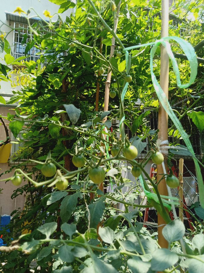 樱桃番茄最好的颜色,樱桃番茄挑选