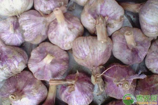 今日大蒜价格多少钱一斤？5月27日各地大蒜价格最新行情汇总