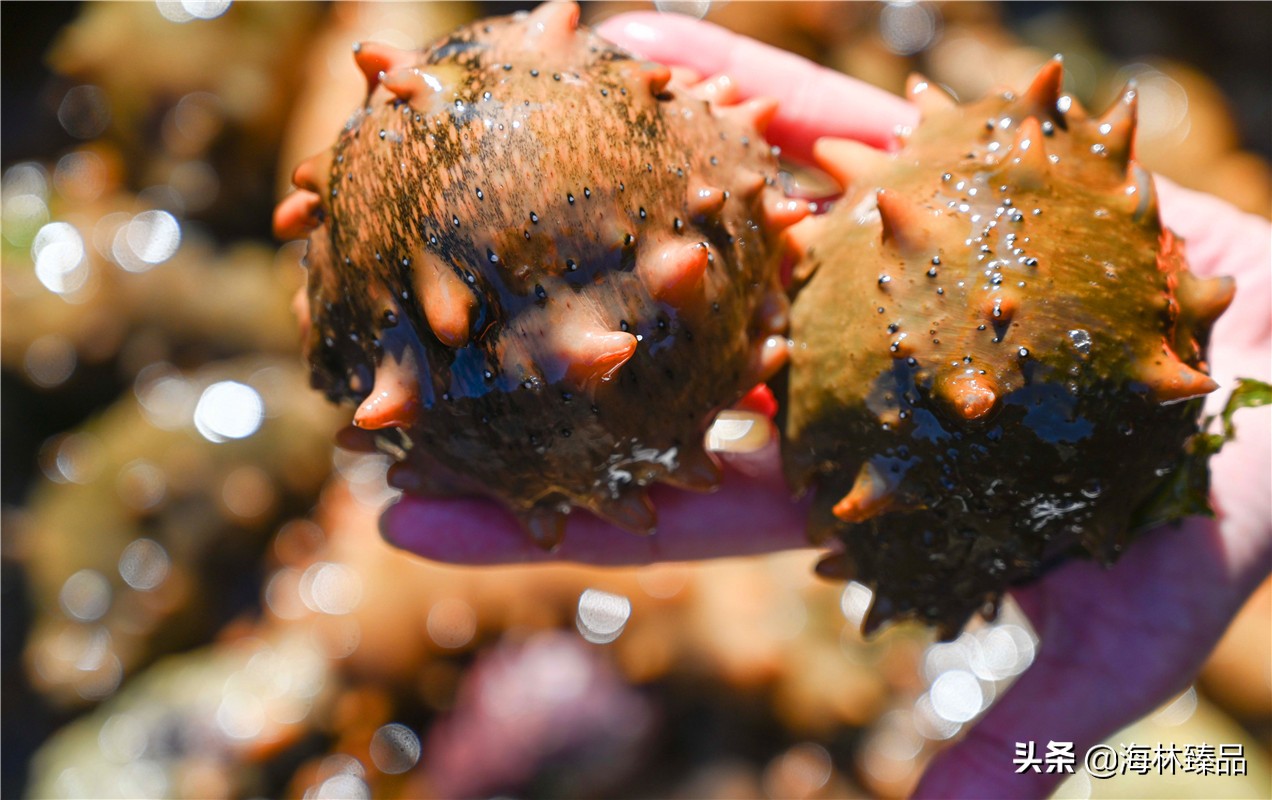 探秘海参的捕捞过程,野生海参采捕视频大全