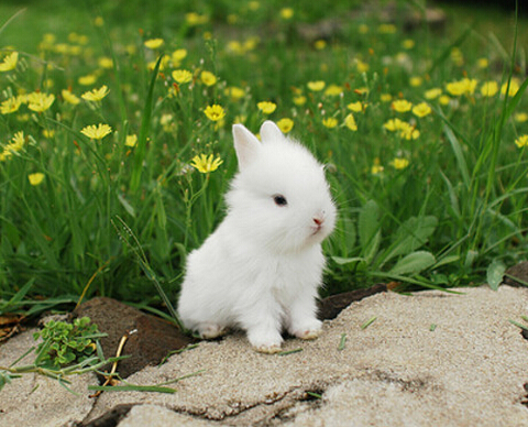 刚出生的兔子怎么喂养,兔子出生多长时间才可以单独喂养