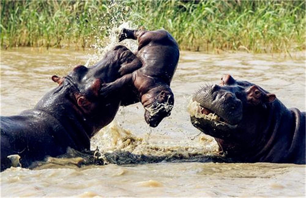 非洲狮偷袭小河马，被赶来的母河马救下，最后却落入公河马的嘴中