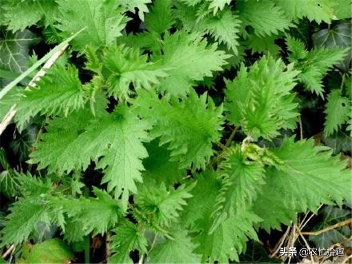 碰到像针扎，以前遇到绕着走，如今才知价值高，有人拿它当菜吃