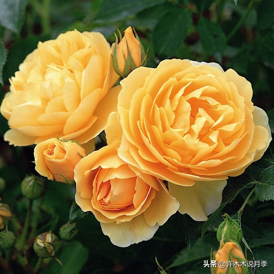 网购月季应该怎么种植？月季移栽后出现黄叶、枯萎是什么原因呢？