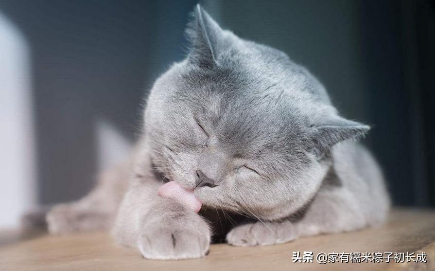 挑选猫咪时聪明人会避开这7种猫,猫主子不亲人