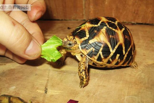 宠物龟常见疾病及治疗方法,关于乌龟感冒肺炎的一些问题