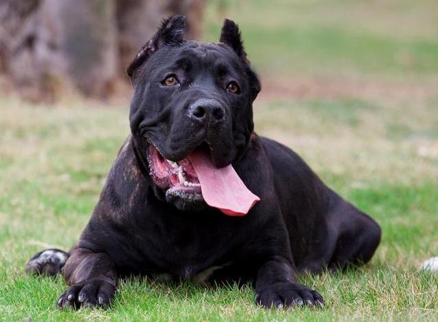 卡斯罗为什么几乎没人养,为什么不能养卡斯罗