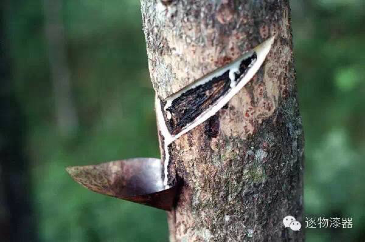 数千万年前琥珀是怎么成形的,琥珀完美封存的古老记忆