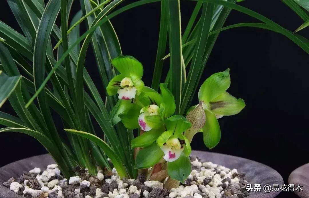 兰花原种老苗是什么,兰花组培和原种有什么区别