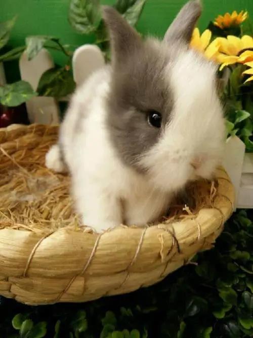 荷兰猪和金丝熊龙猫混养,荷兰猪金丝熊龙猫区别