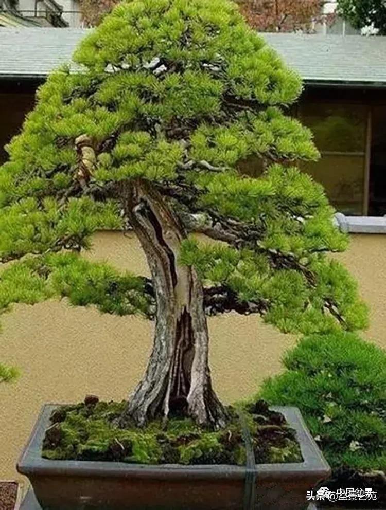 金银花盆景的修剪方法,盆景的修剪知识与技法