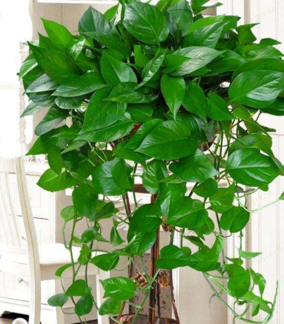 绿萝的正确浇水方法和注意事项,绿萝怎么养才能更旺盛要浇水吗