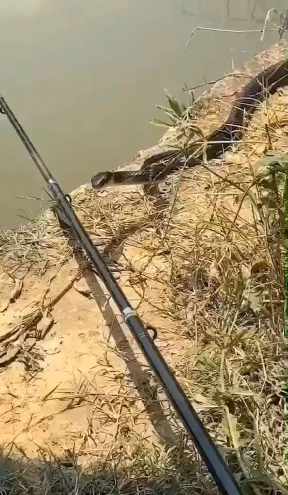 如何分辨毒蛇与无毒蛇,如何判断毒蛇和无毒蛇